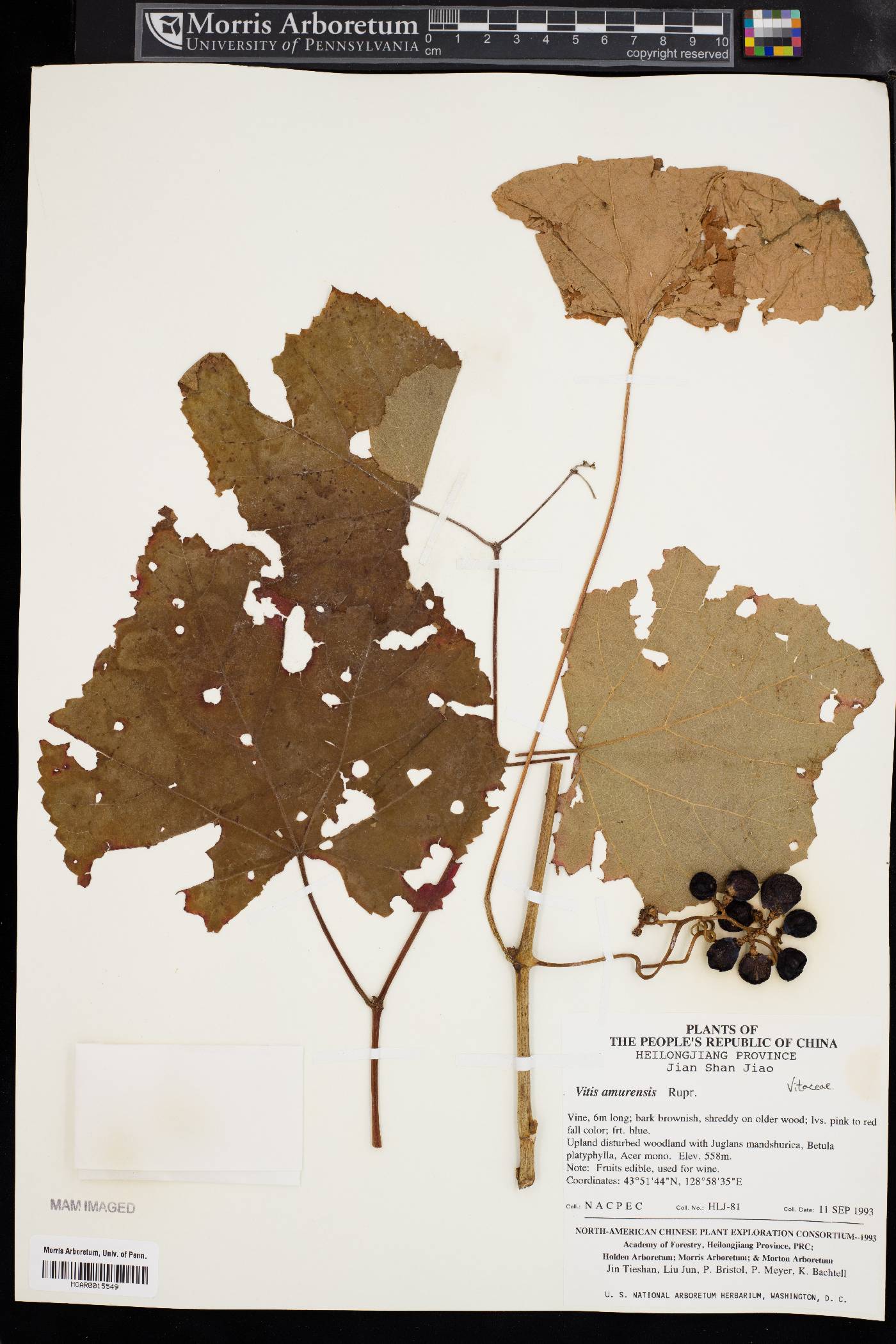 Vitis amurensis image