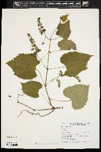 Vitis riparia image