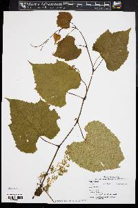 Vitis riparia image