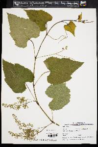 Vitis vulpina image