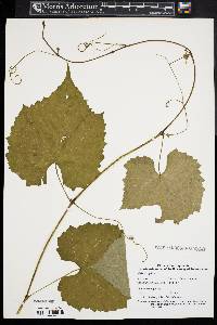 Vitis vulpina image