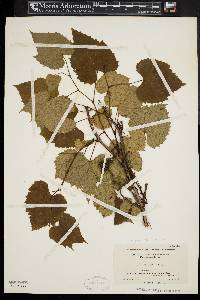 Vitis vulpina image