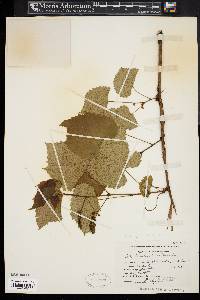 Vitis vulpina image