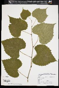 Vitis vulpina image