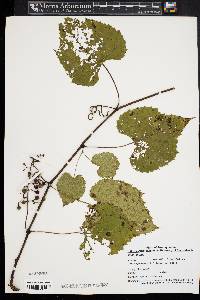 Vitis vulpina image