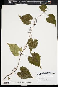 Vitis vulpina image