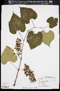 Vitis vulpina image