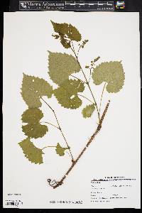 Vitis vulpina image