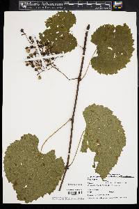 Vitis vulpina image