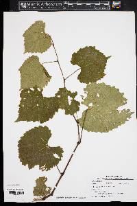 Vitis vulpina image