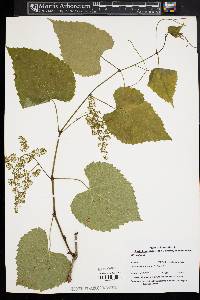 Vitis vulpina image