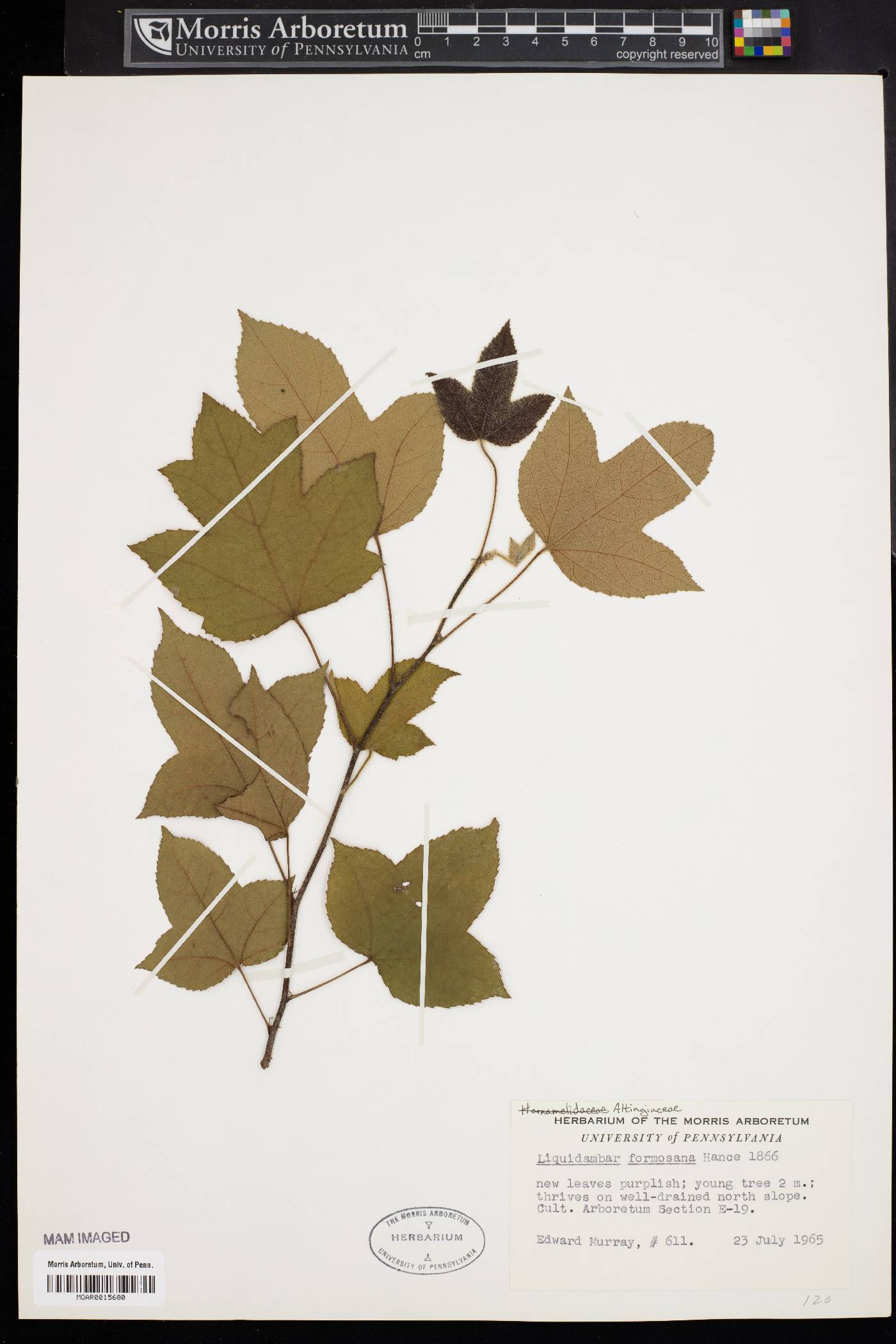 Liquidambar formosana image