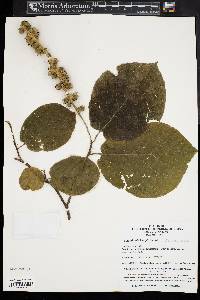 Sinowilsonia henryi image