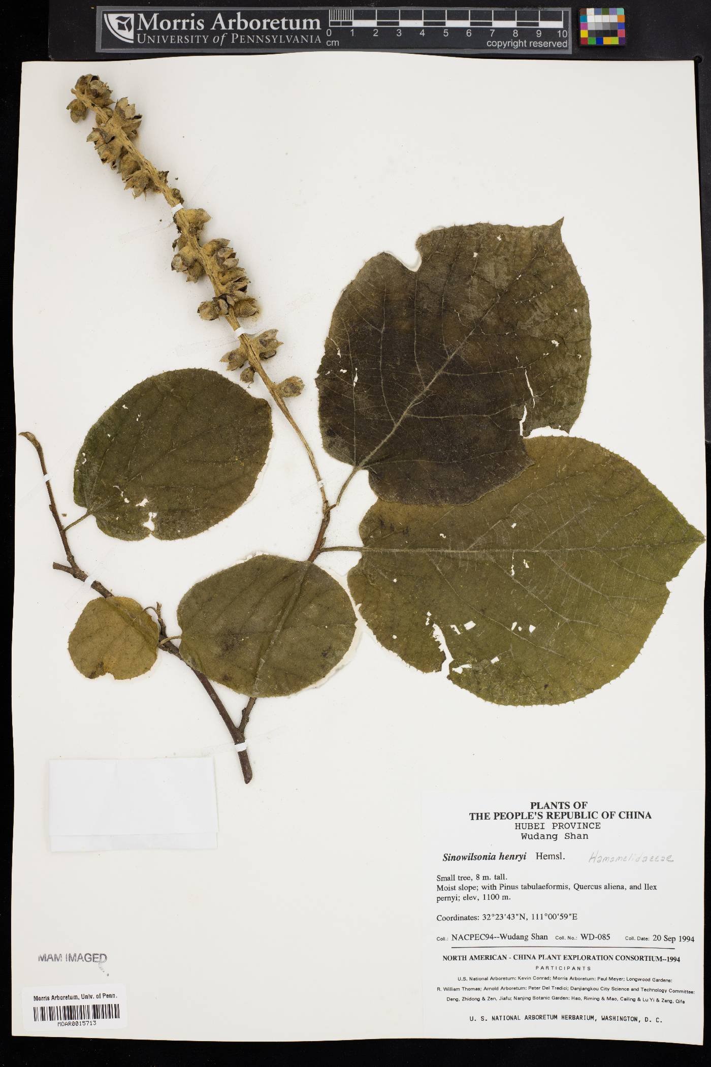 Sinowilsonia henryi image