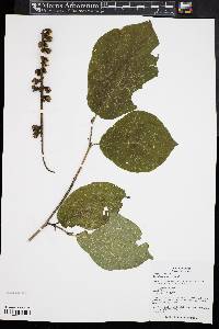 Sinowilsonia henryi image