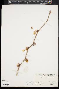 Corylopsis spicata image