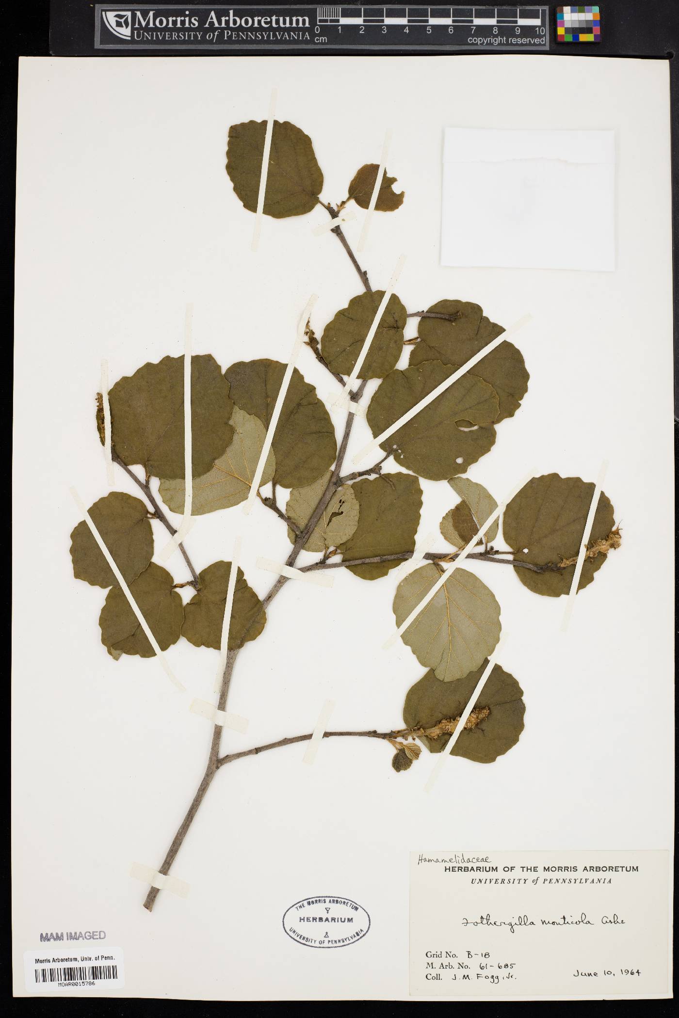 Fothergilla monticola image