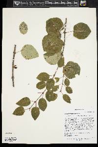 Cercidiphyllum japonicum image