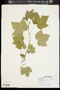 Ribes americanum image