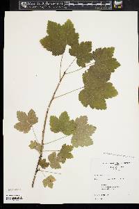 Ribes americanum image