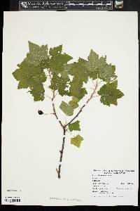 Ribes americanum image