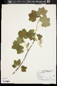 Ribes americanum image