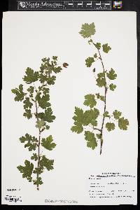 Ribes cynosbati image