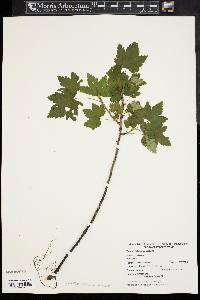 Ribes glandulosum image