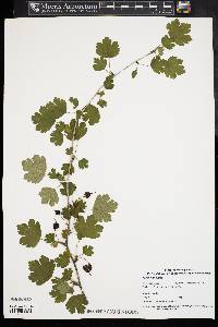 Ribes hirtellum image