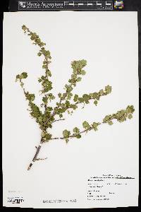 Ribes rotundifolium image