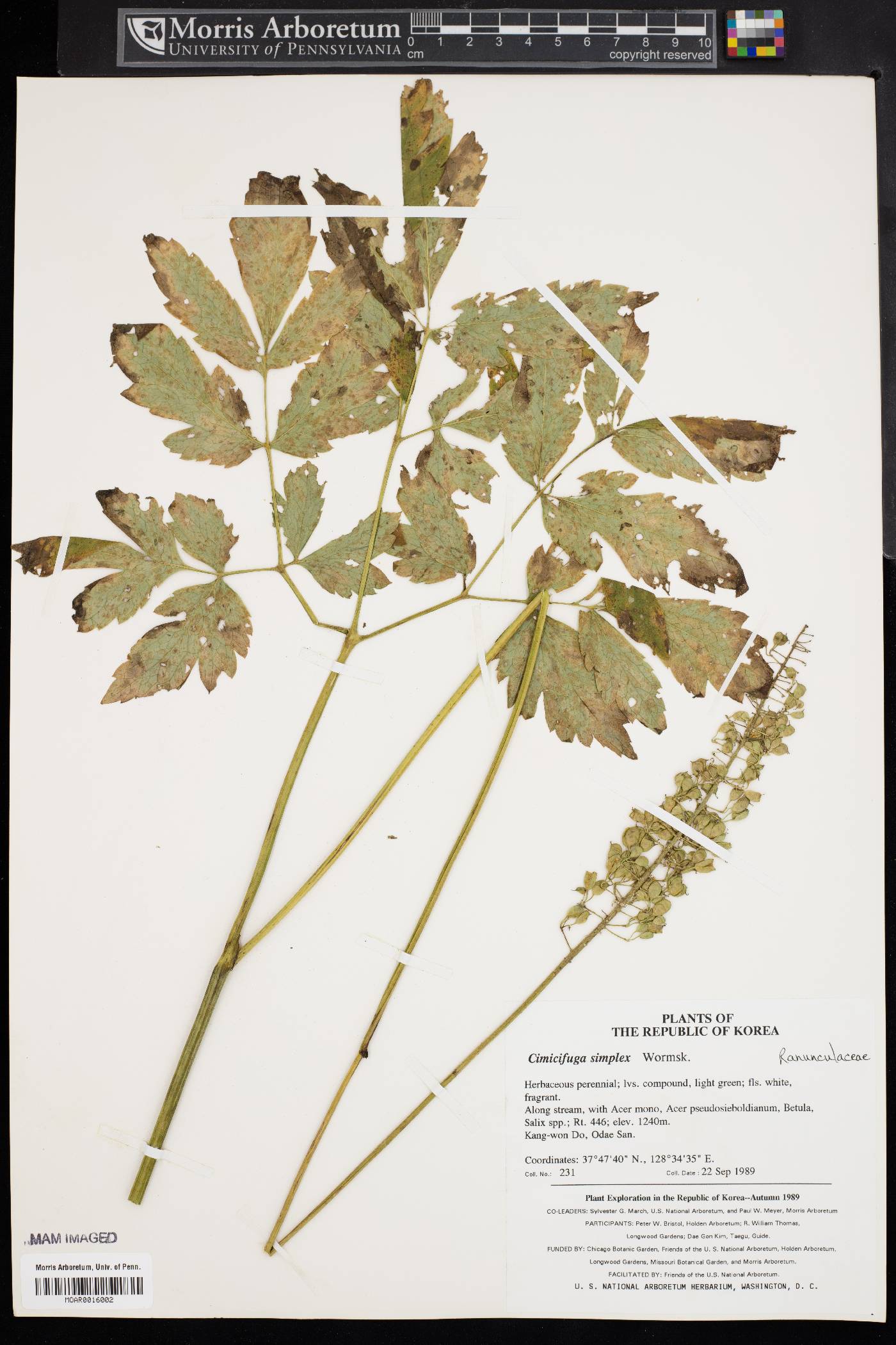 Actaea simplex image