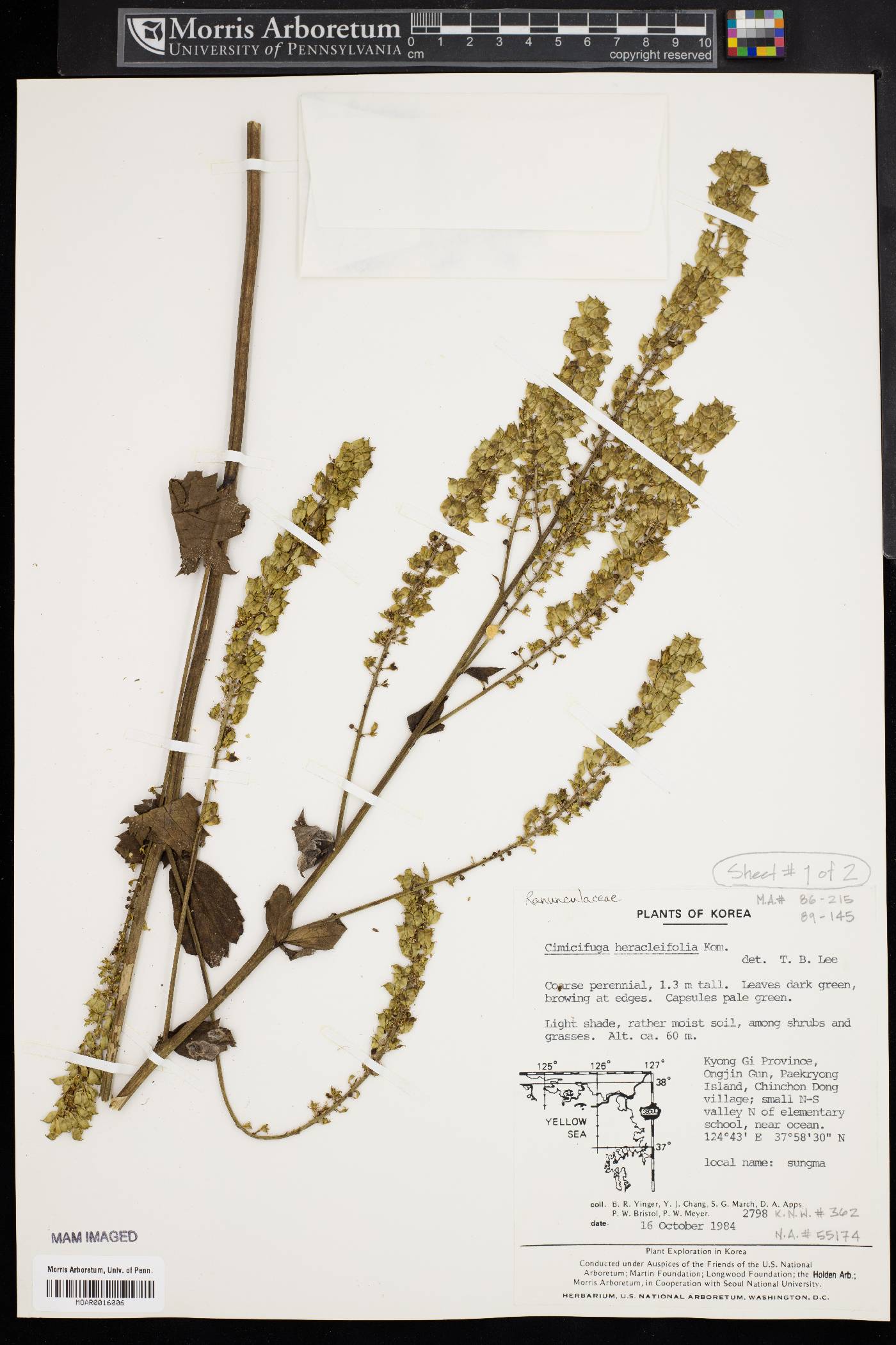 Cimicifuga heracleifolia image