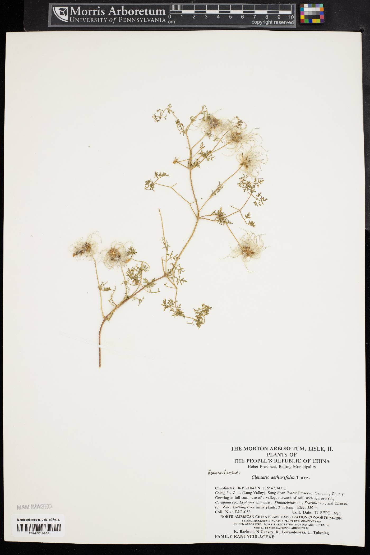 Clematis aethusifolia image