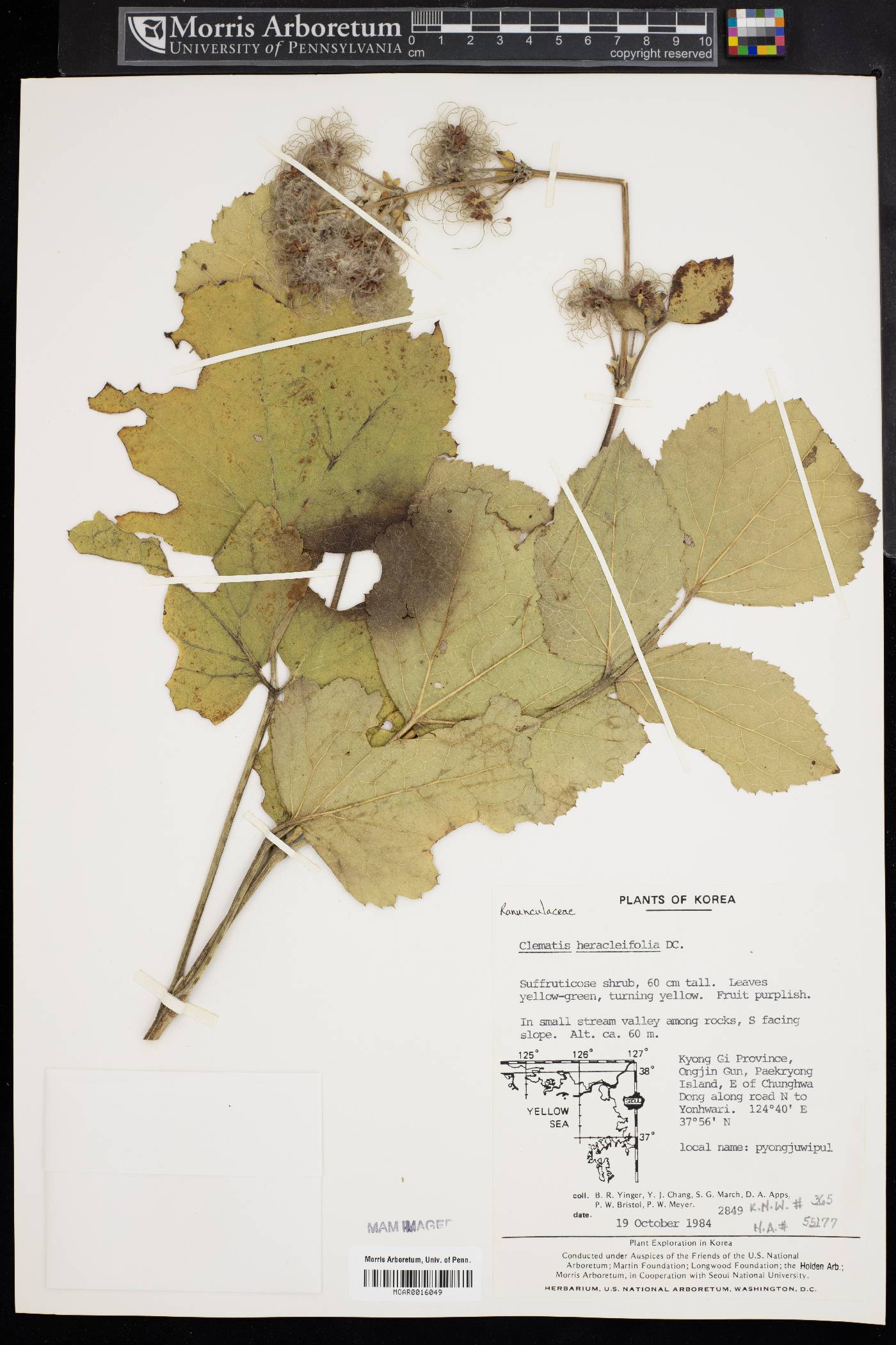 Clematis heracleifolia image