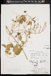 Clematis mandshurica image
