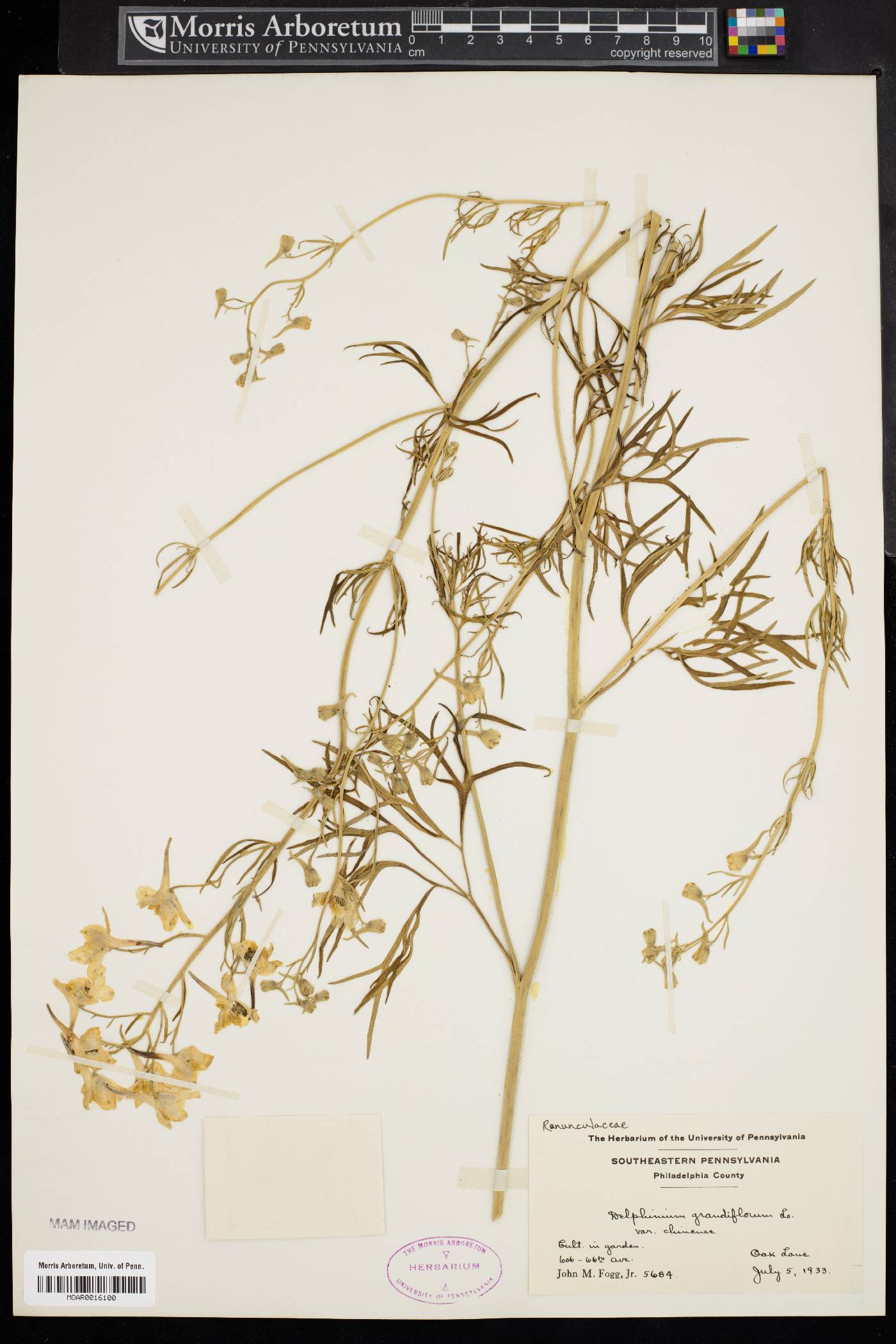 Delphinium grandiflorum image