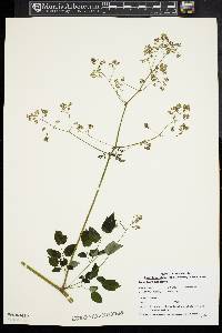 Thalictrum pubescens image