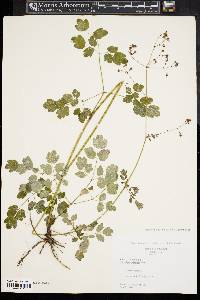 Thalictrum pubescens image