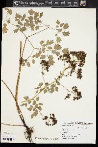 Thalictrum pubescens image