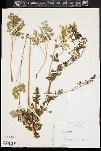 Thalictrum amphibolum image