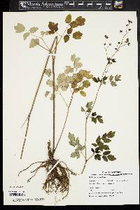 Thalictrum amphibolum image