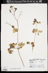 Thalictrum amphibolum image