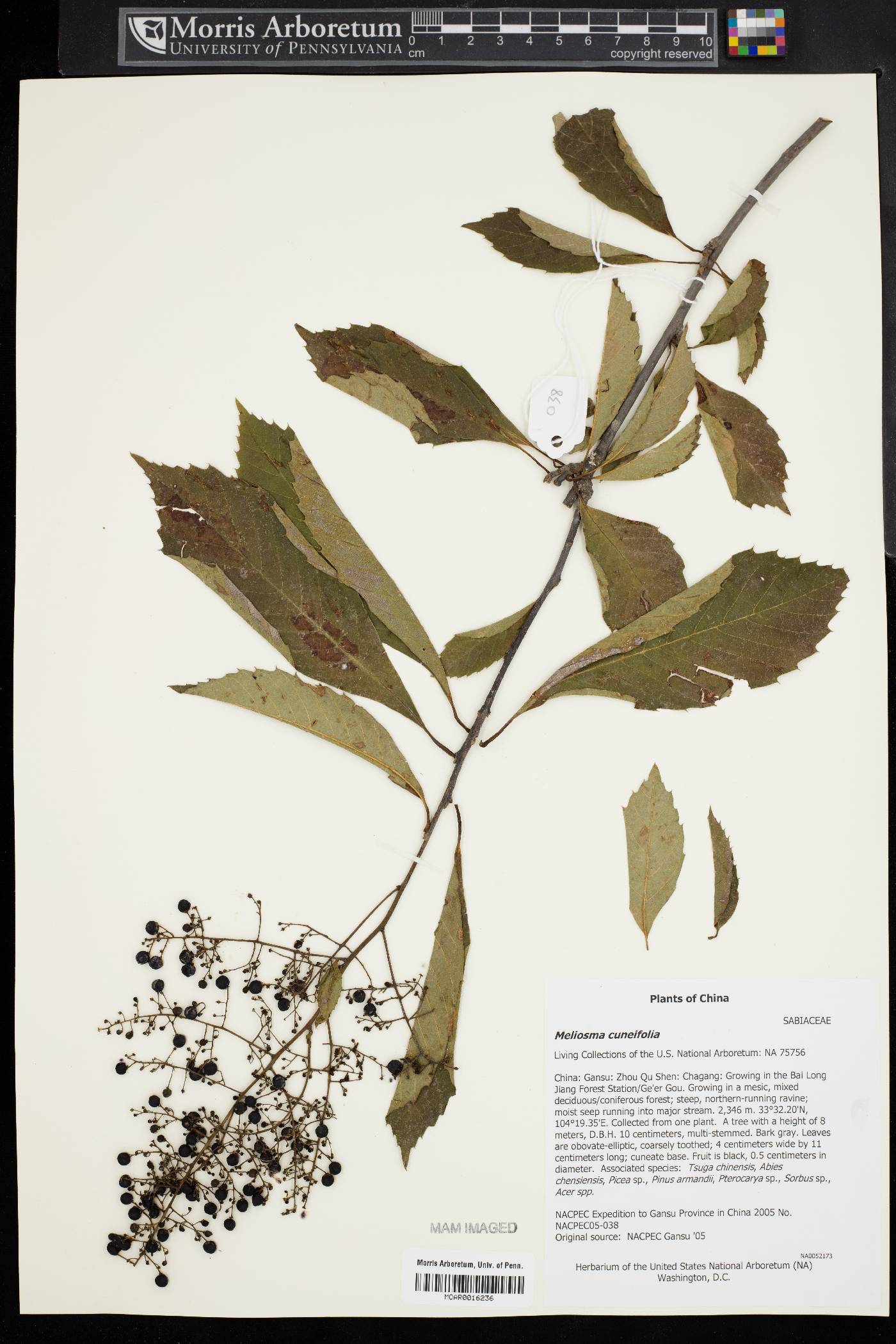 Meliosma cuneifolia image