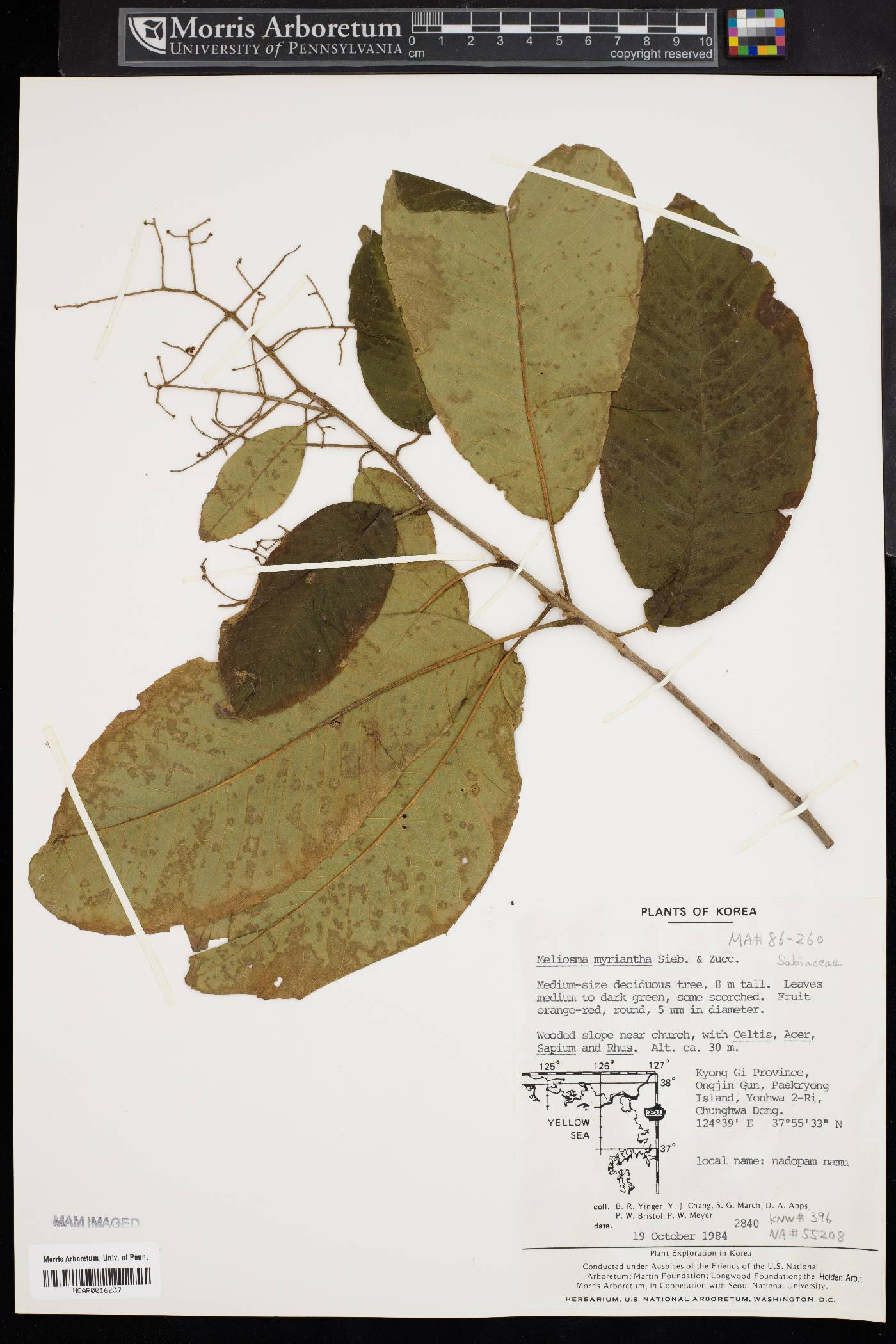 Meliosma myriantha image