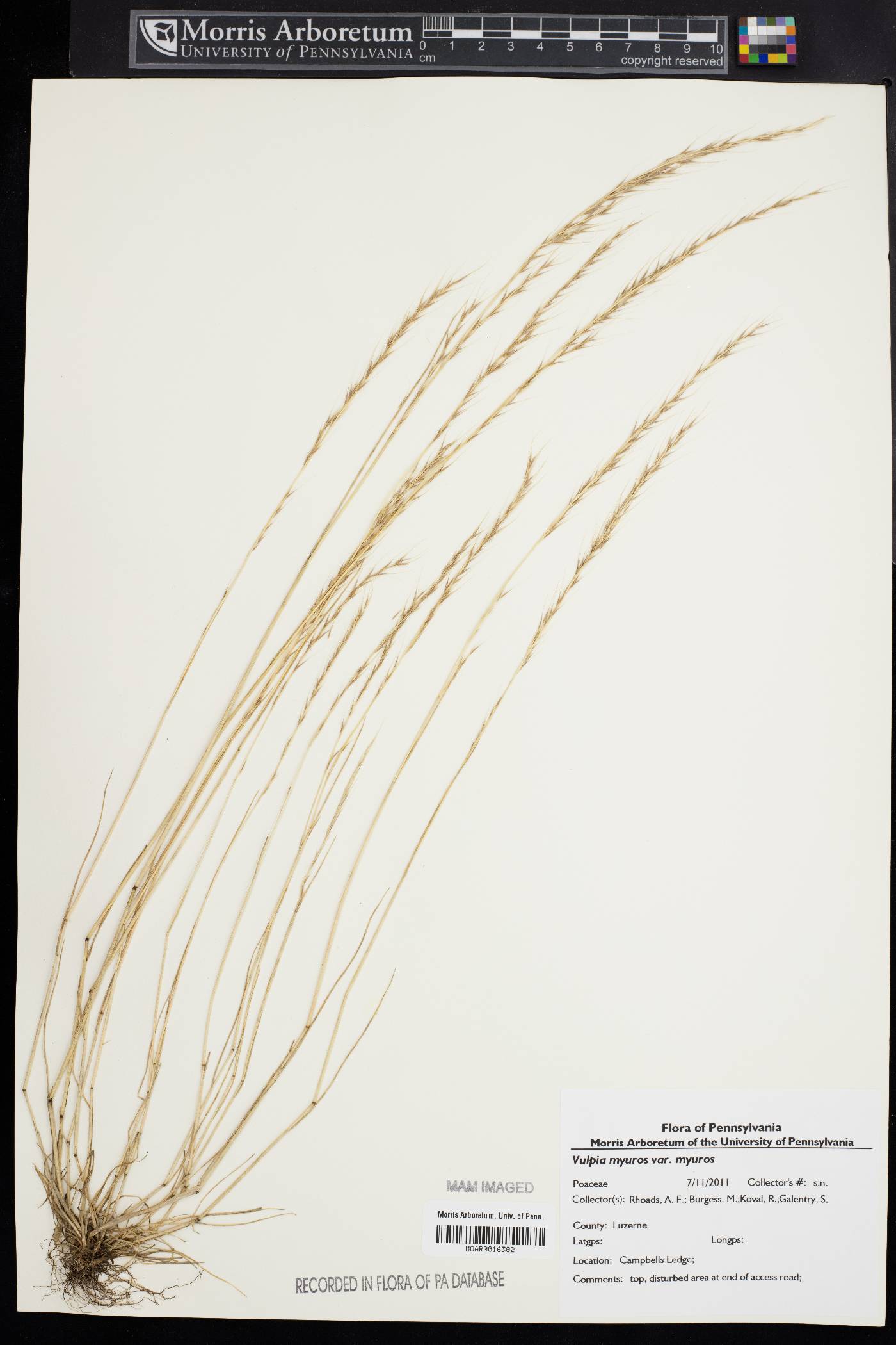 Vulpia myuros var. myuros image