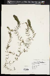 Ceratophyllum echinatum image