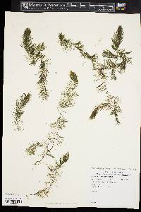 Ceratophyllum echinatum image