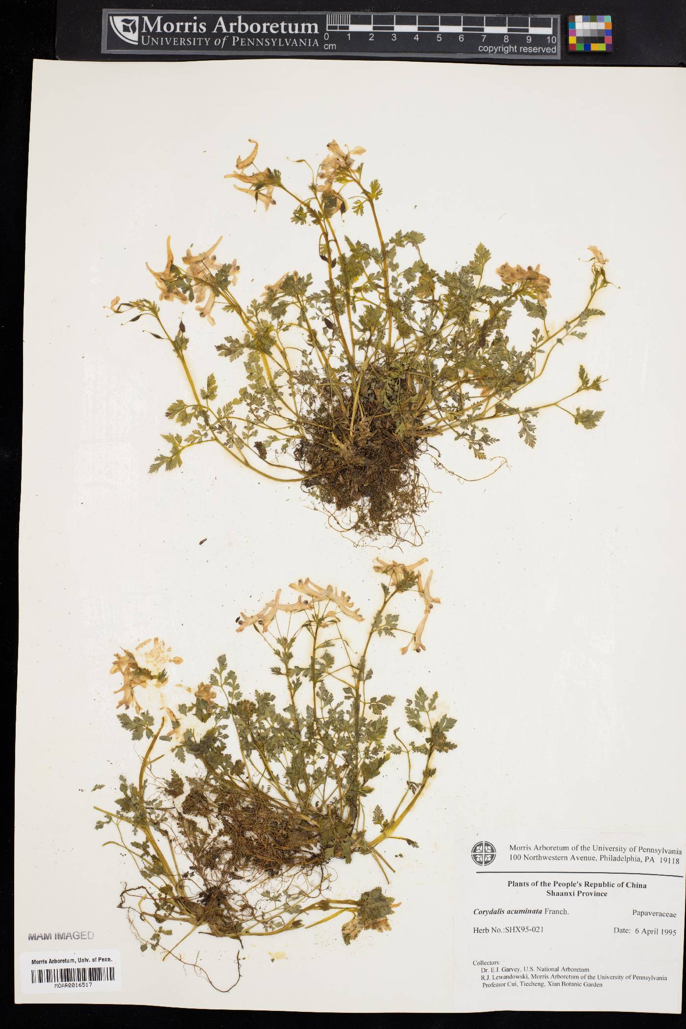 Corydalis acuminata image