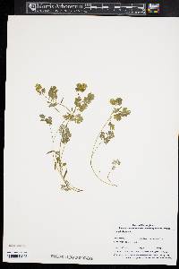 Corydalis flavula image