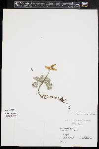 Dicentra canadensis image